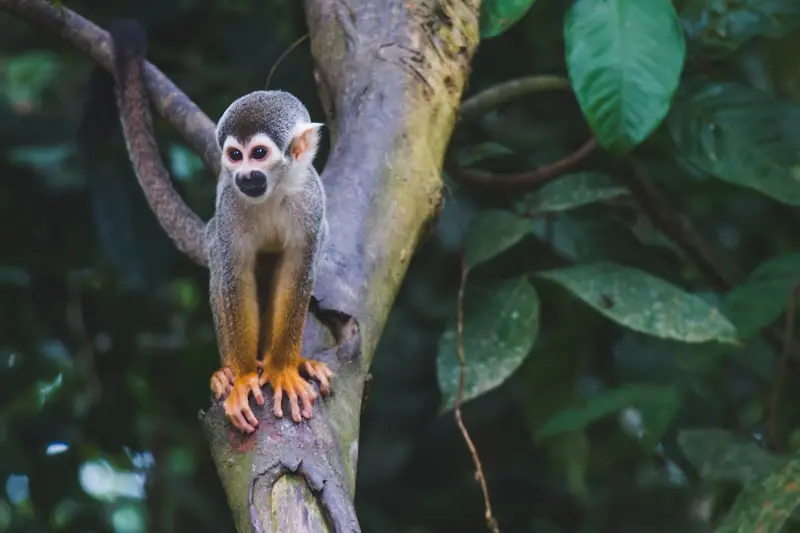 Protecting Your Belongings from Monkeys in Manuel Antonio National Park: A Practical Guide