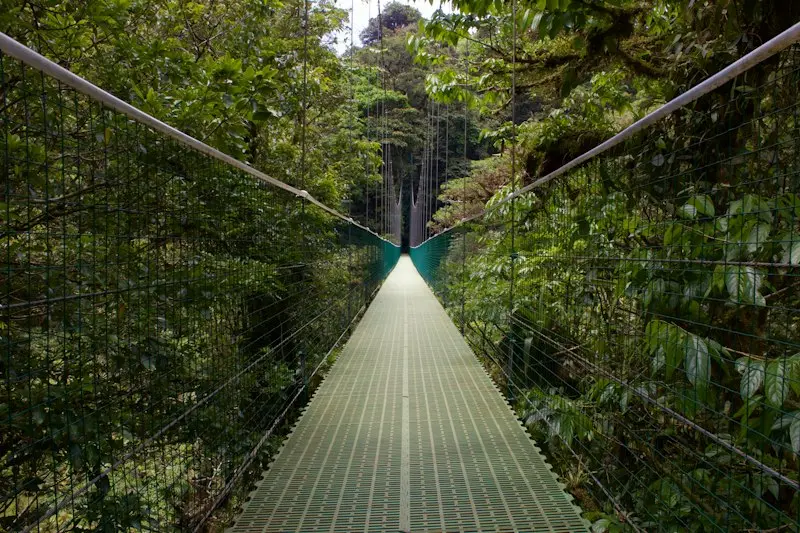 Monteverde Wildlife Watching: Complete Guide to Spotting Quetzals, Sloths, and Endemic Species
